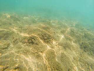Seabed in shells on the rocks.