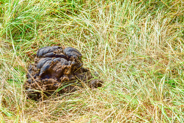 Popò di Mucca Sterco di  mucca  nel prato verde
