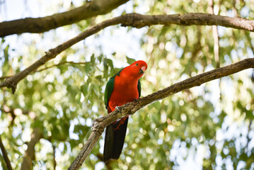 Male King Parrot