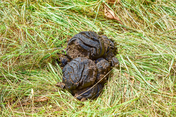  Popo di Mucca. Sterco di  mucca nel prato verde