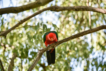 Male King Parrot