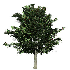 American Holly Tree - Front View