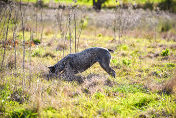 Australian Cattle Dog