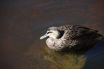 Australian Wood Duck (Chenonetta jubata), Casey Fields Lake, Cranbourne, Melbourne, Victoria, Australia.