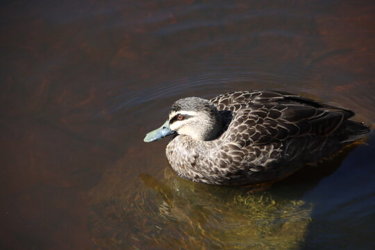 Australian Wood Duck (Chenonetta Jubata), Casey Fields Lake, Cranbourne, Melbourne, Victoria, Australia.