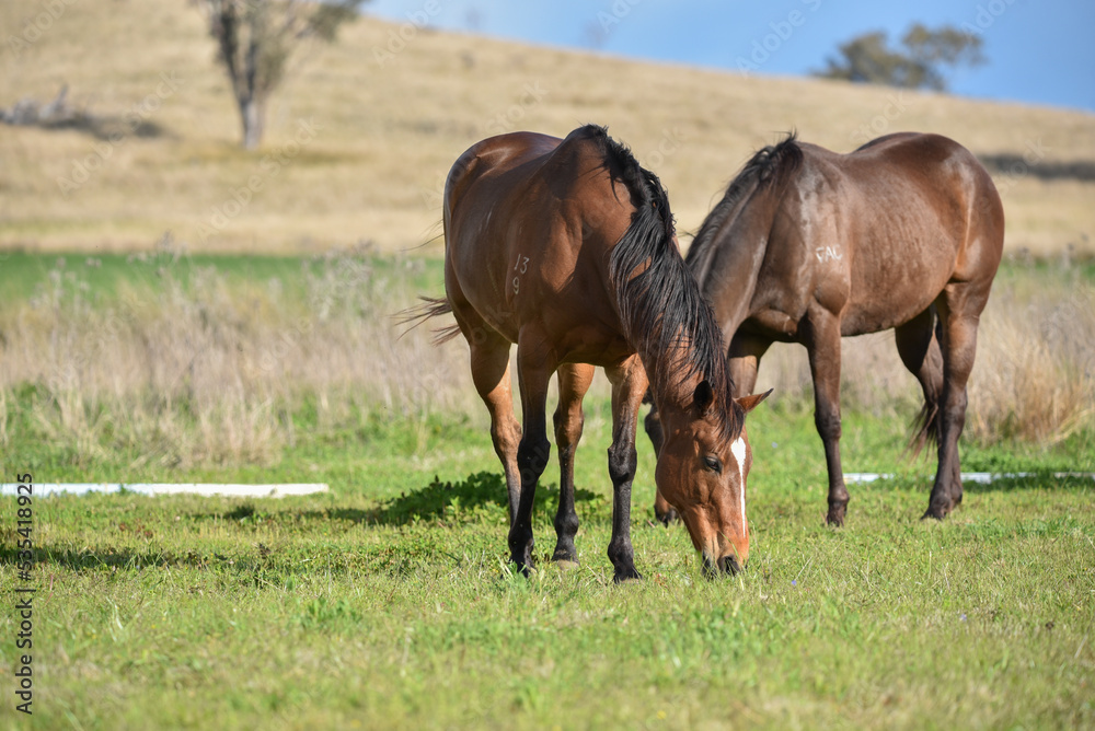 Sticker Bay retired race horse in the field