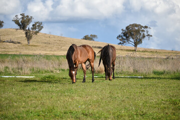 Bay retired race horse in the field