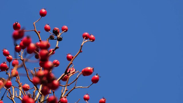 Close-up of beautiful red berries swaying in the wind against the blue sky. Wild midland or English hawthorn or Woodland hawthorn berries. Sunny autumn or winter background. Healthy medicinal plants.