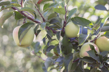 Apple orchard with ripe fruits.