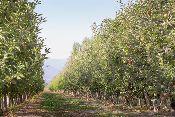 Fototapeta na wymiar Apple orchard with ripe fruits.