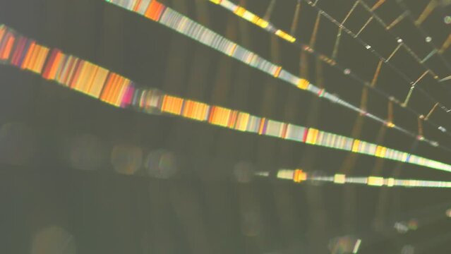 threads of a spider web in backlit in rainbow colors