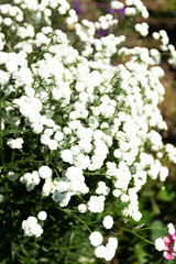 Many small white flowers grow in the garden under the sunlight. Blossom