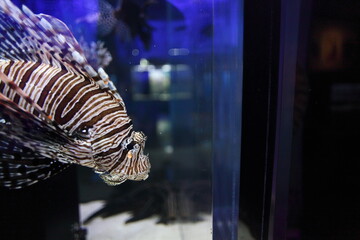 水族館のミノカサゴ