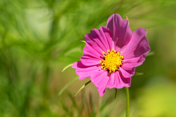 Fototapeta premium Single pink flower of the Cosmos bipinnatus, garden cosmos on green background 