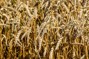 Common wheat (Triticum aestivum), also known as bread wheat growing on the field ready to be harvested - 535420924