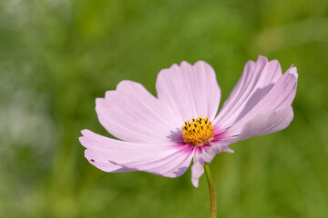 Large single pink flower of the Cosmos bipinnatus, also known as the garden cosmos or Mexican aster  - 535420950