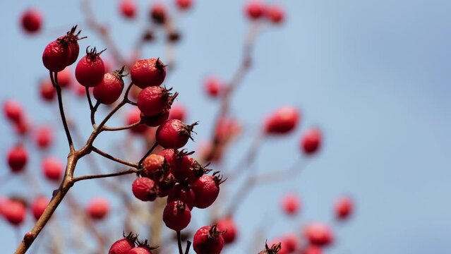Close-up of beautiful red berries swaying in the wind against the blue sky. Wild midland or English hawthorn or Woodland hawthorn berries. Sunny autumn or winter background. Healthy medicinal plants.