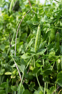 スナックエンドウの花 の画像 1 008 件の Stock 写真 ベクターおよびビデオ Adobe Stock スナックエンドウの花 の画像 1 008 件の Stock 写真 ベクターおよびビデオ Adobe Stock