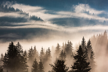 Misty dawn landscape with trees above fog in the Eastern Europe Carpathian Mountains. Transylvania, Romania.