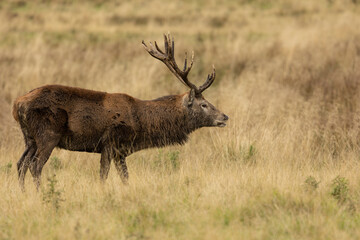 Close up of a red deer stag in autumn, UK.side on