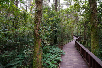 Obraz premium mossy old trees and walkway