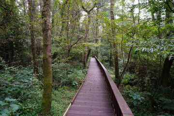 Obraz premium boardwalk through dense forest