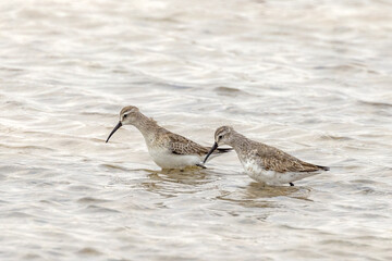 Curlew Sandpiper in South Australia