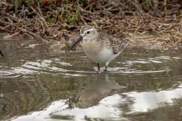 Curlew Sandpiper in South Australia