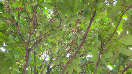 Water guava fruit flowers bloom among the green leaves and branches 03