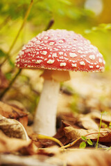 Amanita mushroom close-up in autumn forest