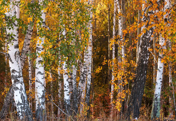 Fototapeta premium White birch trunks with yellow leaves. Wild forest. Bright autumn background.