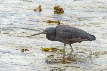 Eastern Reef Heron in South Australia