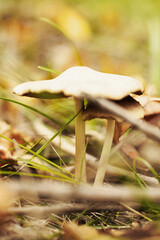 Close-up of growing umbrella mushroom in the autumn forest.