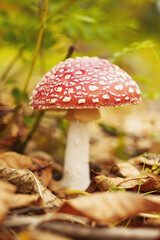 Amanita mushroom close-up in autumn forest
