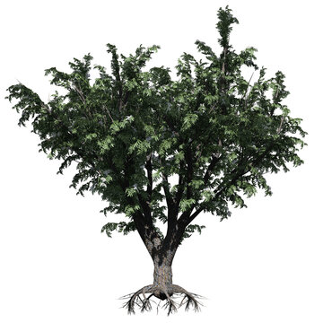 Black Elder Tree - Front View