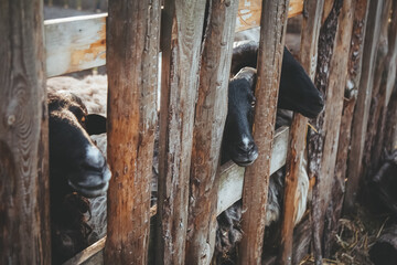 Sheep farming. Curious rams. Household stable. Pretty cattle with black snouts and white wool looking from wooden fence.