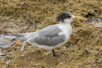Great Crested Tern in South Australia
