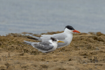 Great Crested Tern in South Australia