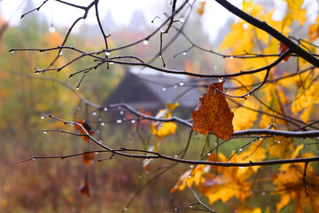 Fototapeta na wymiar fall rainy forest close up photo with colored oak leafs and old house, blue fog on the background