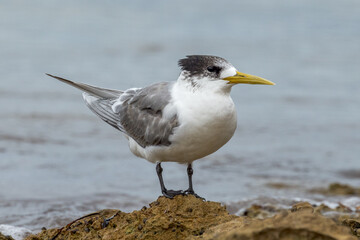 Great Crested Tern in South Australia