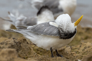 Great Crested Tern in South Australia