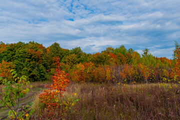 Fototapeta premium Walking through the autumn forest in Samarskaya Luka National Park!