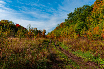 Fototapeta na wymiar Walking through the autumn forest in Samarskaya Luka National Park!