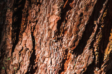Macro photo of pine tree bark, natural background