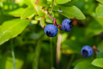 Macro photo of blueberries growing in a forest