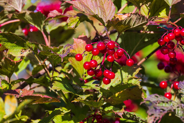 Viburnum opulus fruit. Red berries are on a branch