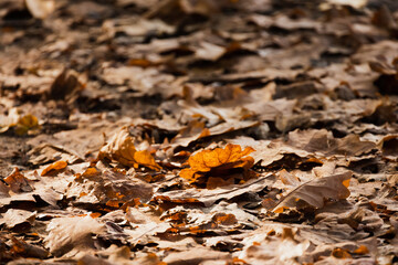 Fallen oak tree leaves lay on the ground