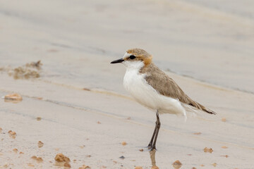 Red-capped Plover in South Australia
