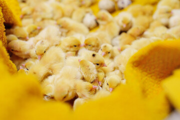 small yellow quail Chicks close-up on a yellow background and against the background of quail eggs on a poultry farm.