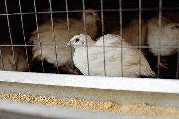 adult white quail in an aviary eating food and drinking water on a poultry farm © Evgeniy Kalinovskiy